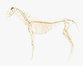 Sistema nervioso del caballo Modelo 3D