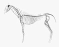 Système nerveux du cheval Modèle 3d