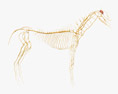 Нервова система коня 3D модель