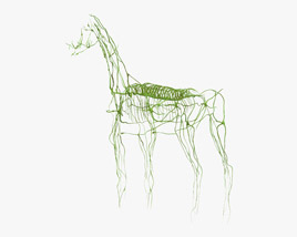 Sistema Linfático do Cavalo Modelo 3d