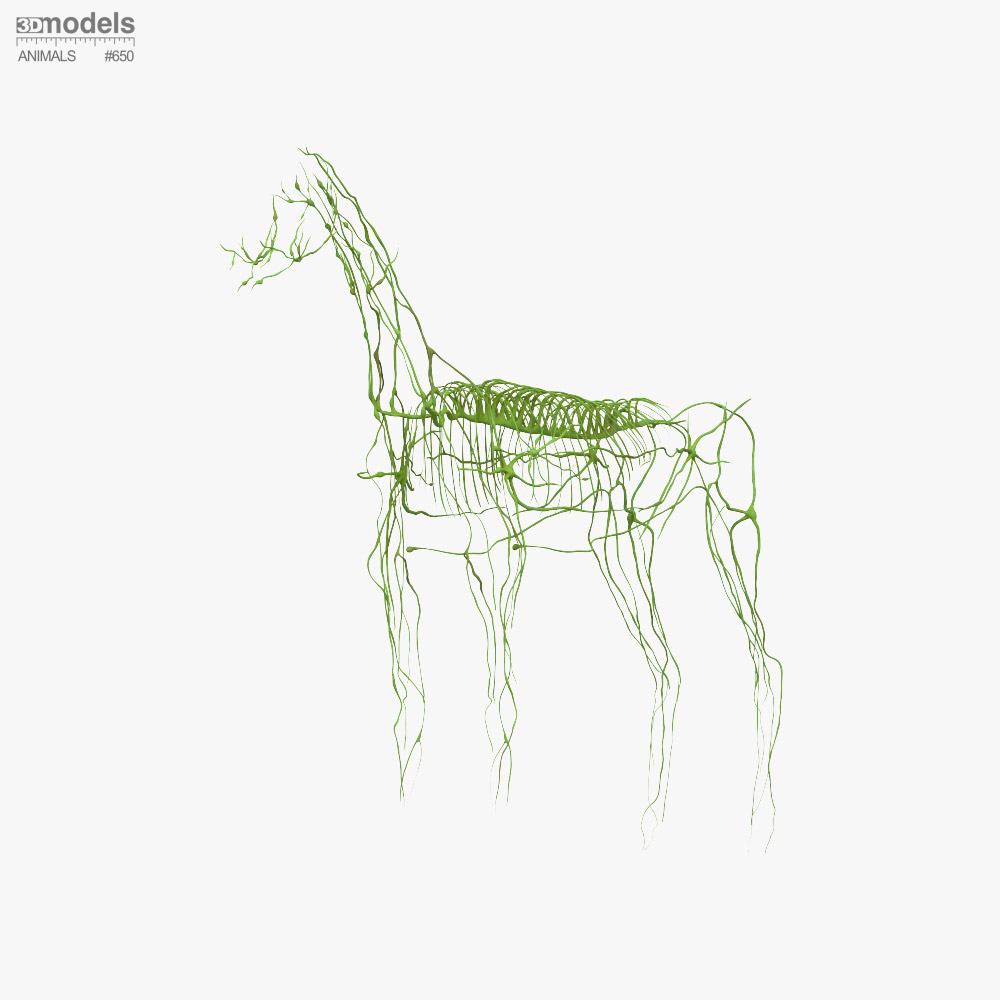 Sistema linfatico del cavallo Modello 3D