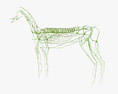 馬のリンパ系 3Dモデル