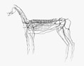 Sistema Linfático do Cavalo Modelo 3d