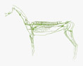 Horse Lymphatic System 3D 모델 