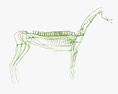 Horse Lymphatic System 3D 모델 