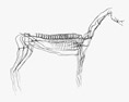 Horse Lymphatic System 3D模型