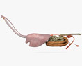 Horse Internal Organs 3Dモデル