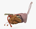 Horse Internal Organs 3Dモデル