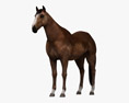 Complete Horse Anatomy 3D 모델 
