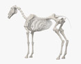 Complete Horse Anatomy 3D модель