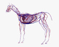 Complete Horse Anatomy Modello 3D