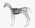 Complete Horse Anatomy Modello 3D