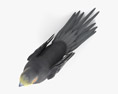 雞尾鸚鵡 3D模型