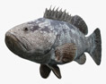 Malabar Grouper Modèle 3d