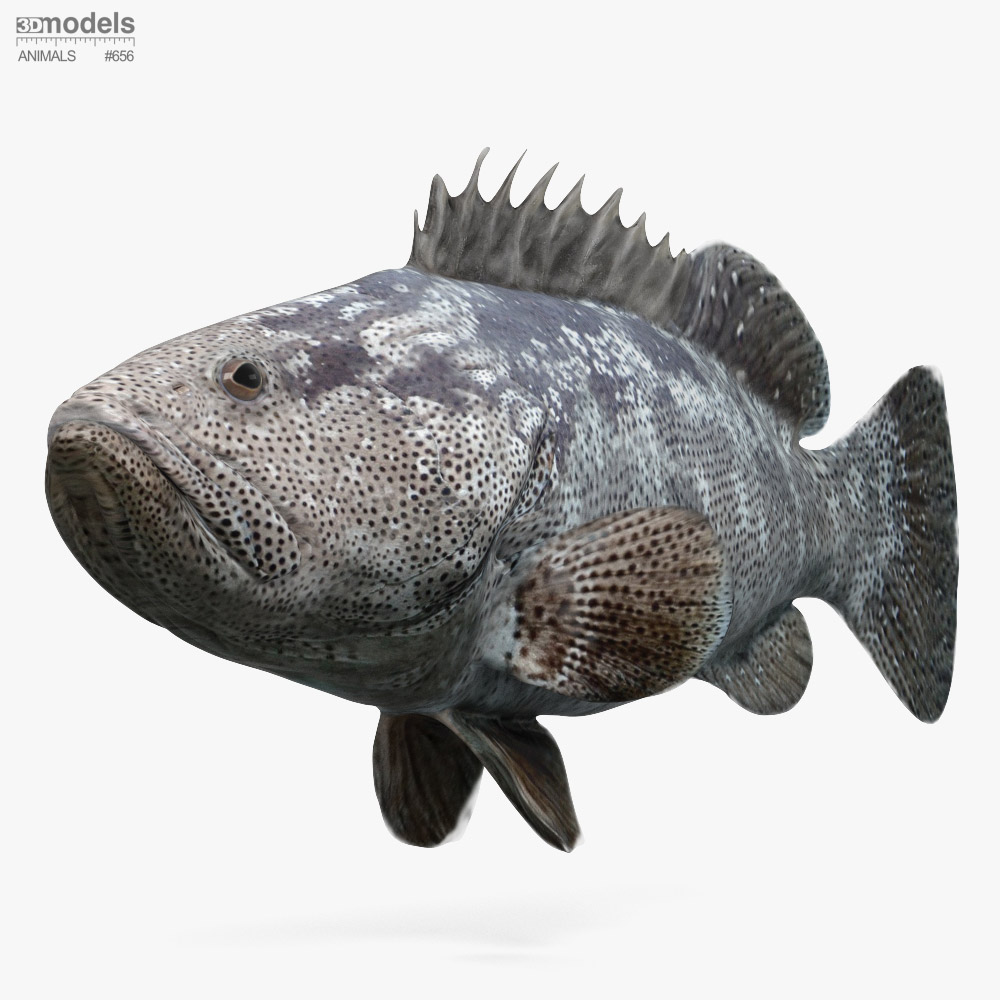 Malabar Grouper Modèle 3D