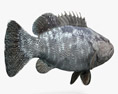 Malabar Grouper 3D 모델 