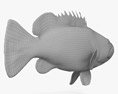 Malabar Grouper 3D-Modell