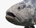 Malabar Grouper 3D 모델 