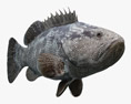 Malabar Grouper Modello 3D