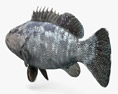 Malabar Grouper Modello 3D