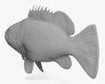 Malabar Grouper Modèle 3d