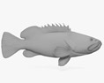 Malabar Grouper 3D модель