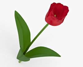 tulip 3d model