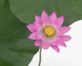 lotus 3d model