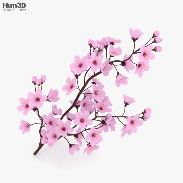 벚꽃 3D 모델 
