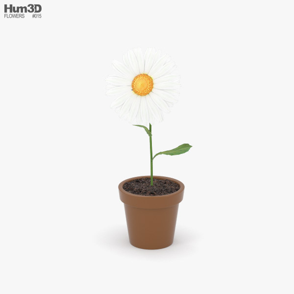 Flower in pot 3D model