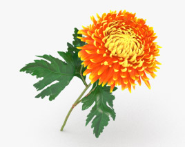 Chrysanthemen 3D-Modell