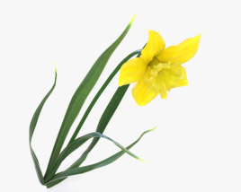 Daffodil 3D model
