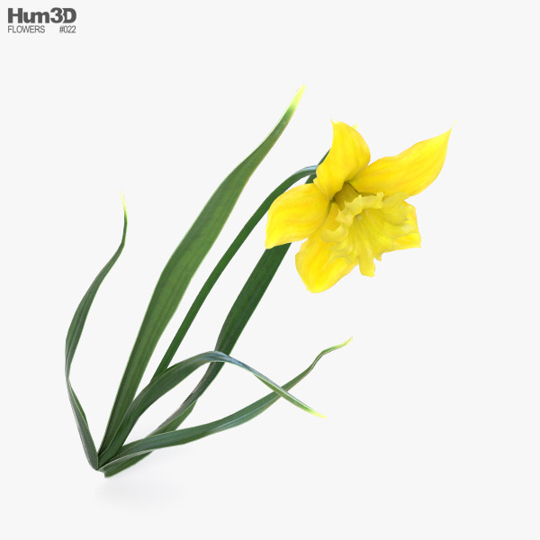 Daffodil 3D model