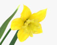 Daffodil 3d model