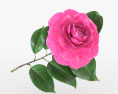 Camellia Modelo 3D