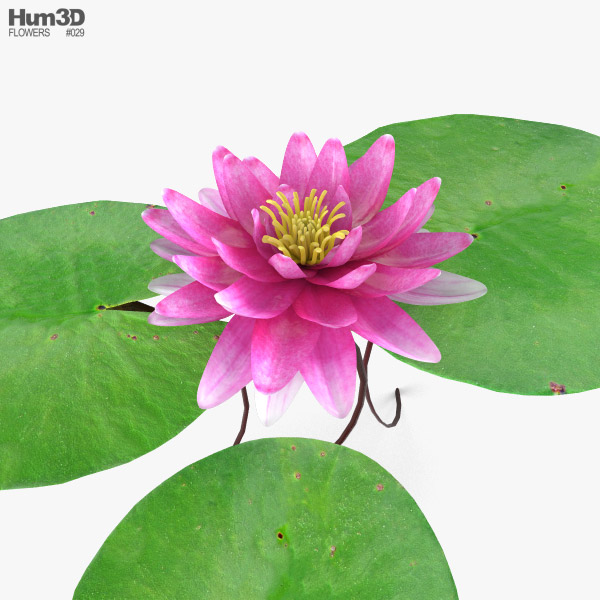 Water Lily 3D model