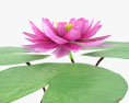 Water Lily 3d model