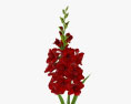 Vermelho Gladiolus Modelo 3d