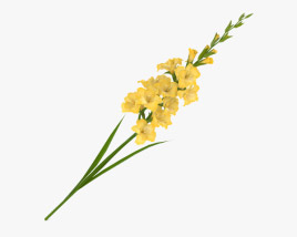 Gladiolus Yellow 3D model