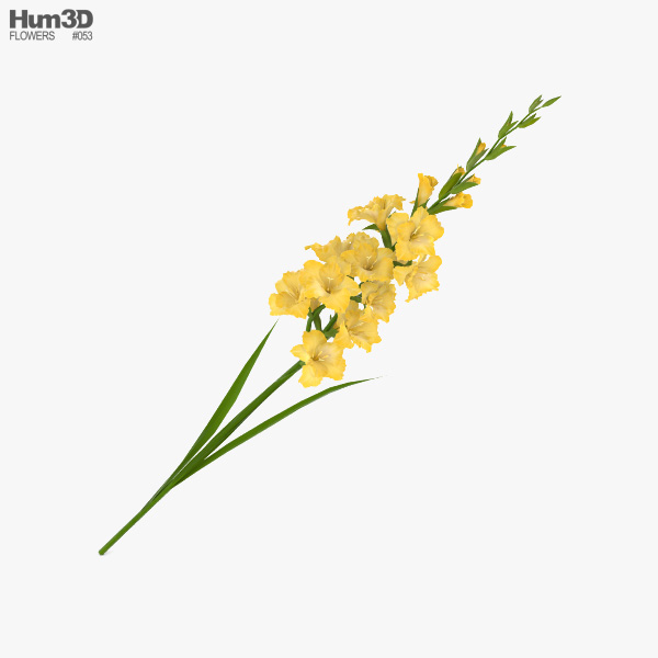 Gladiolus Yellow Modelo 3d