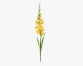Gladiolus Yellow 3d model