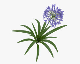African lily 3D model