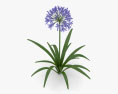 African lily 3d model
