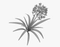 African lily 3d model