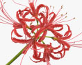 Red Spider Lily 3d model