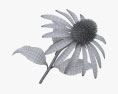 Echinacea Modèle 3d
