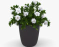 Gardenia Modello 3D