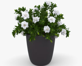 Gardenia 3D model