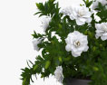 Gardenia Modello 3D