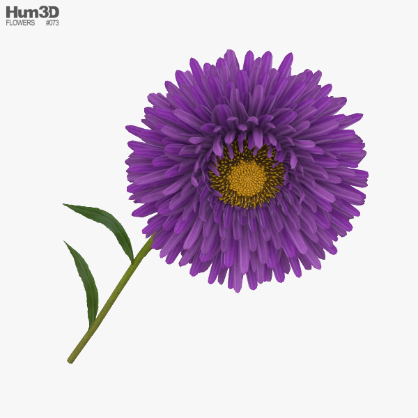 紫菀屬 3D模型